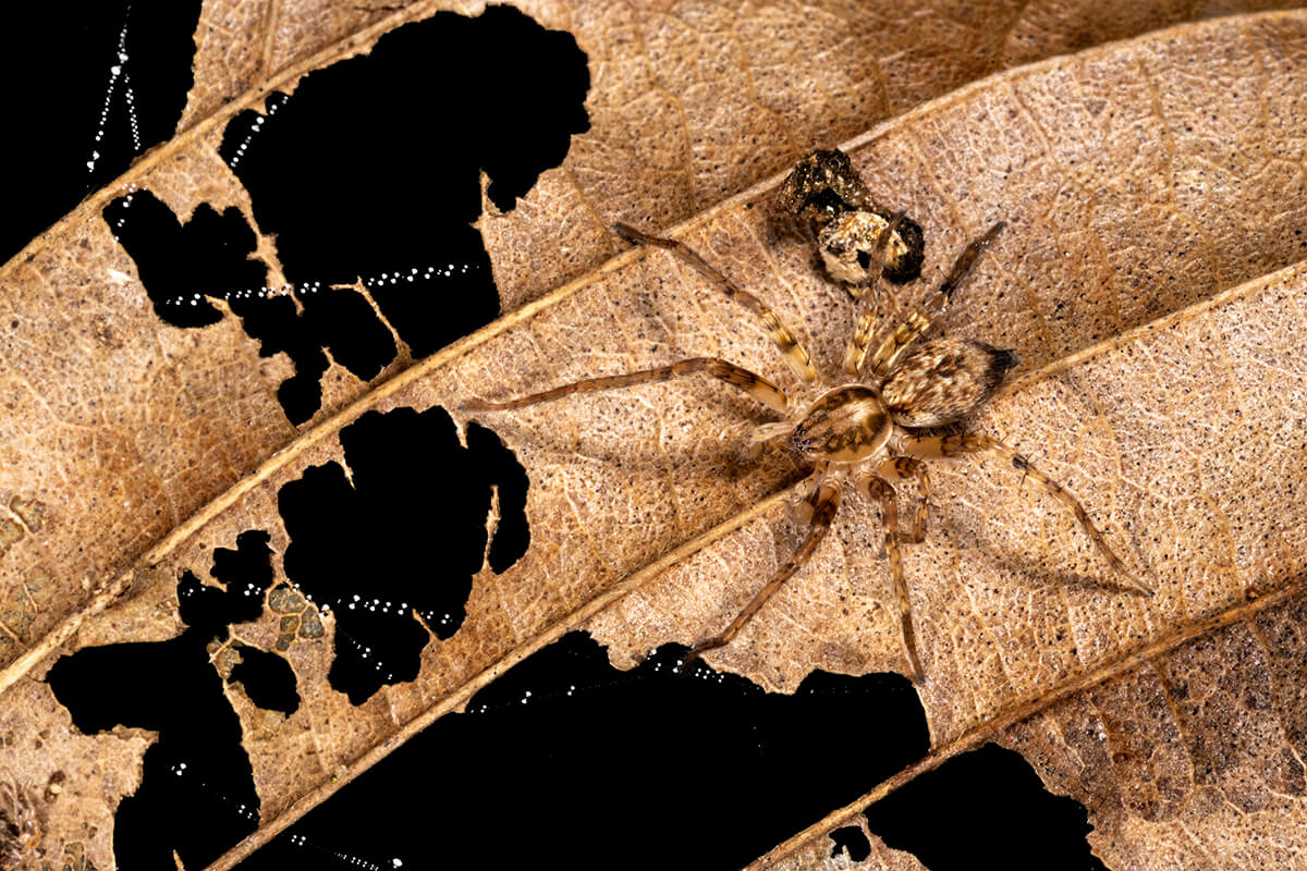 Master-of-camouflage-Ilaria-Mariagiulia-Rizzuto