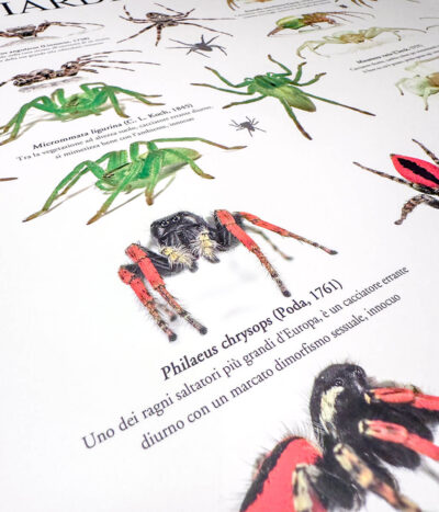 Crop di un poster aracnologico