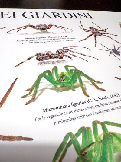 Crop del poster aracnologico con Micrommata ligurina