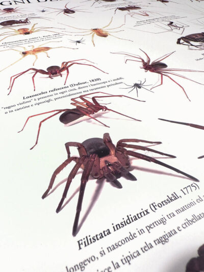 Crop poster aracnologico con Filistata insidiatrix