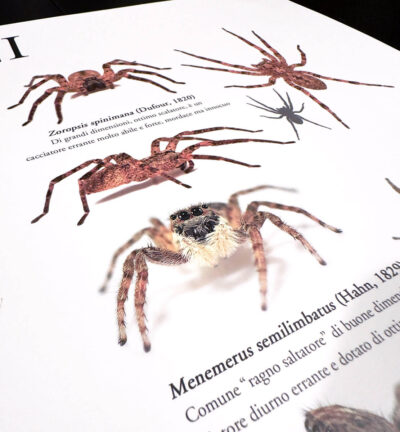 Crop del poster aracnologico con Menemerus semilimbratus