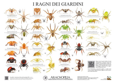 Panoramica poster aracnologico ragni dei giardini
