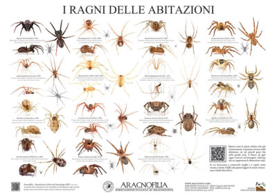 Panoramica poster aracnologico ragni delle abitazioni