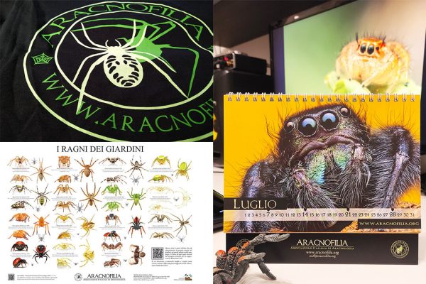 Articoli raccolta fondi